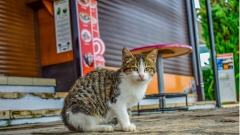 它被評鼠都後放千隻野貓上街工作(圖)