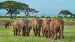 奇怪救命恩人去世大象出现在葬礼上(图)