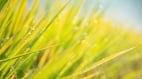 6月5日迎“芒种”三项禁忌要注意(图)