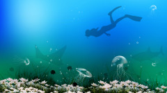 惊女潜水员能与海洋杀手鲨鱼打交道(图)