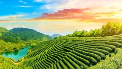 喝茶可能致癌研究：喝茶和多种癌症相关(组图)