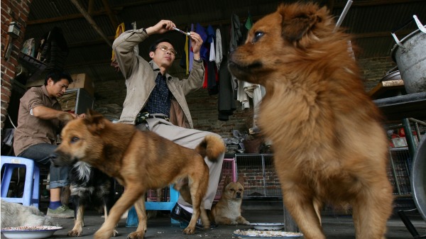 示意图：为流浪狗注射狂犬疫苗（图片来源：Getty Images）