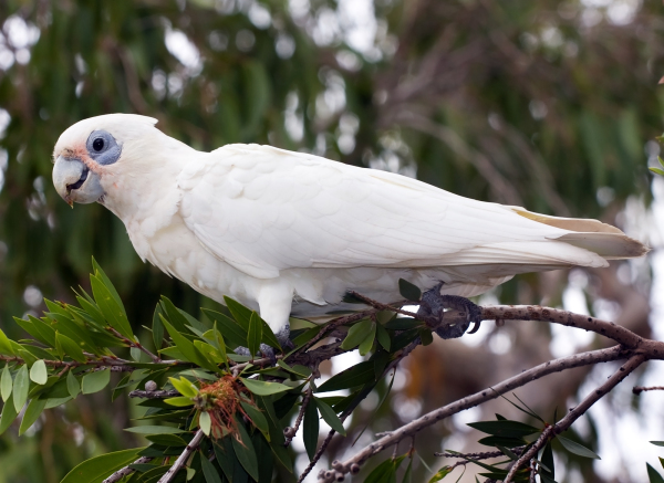 白色鸚鵡（Corella)