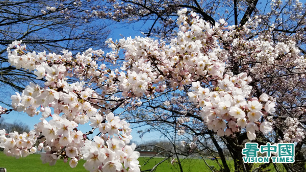 向阳的枝头上开满了淡粉色的樱花。