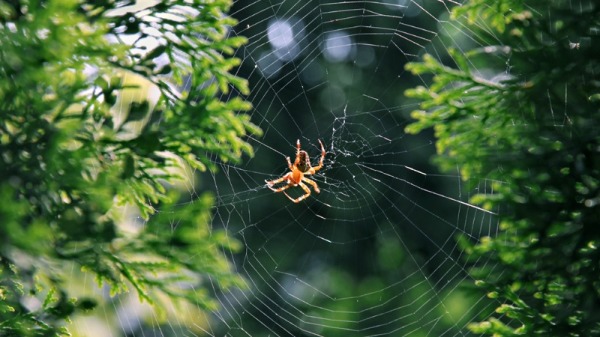 蜘蛛爬到洞口織了一張新網，敵軍見蜘蛛網完好就走了。