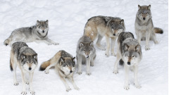 冰天雪地遇到饥饿狼群后发生的奇迹(图)