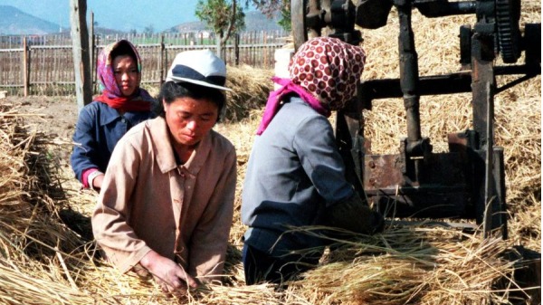 图为朝鲜妇女在咸镜南省收割水稻