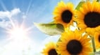 “过了夏至节三做三不做”分别指的是啥(组图)