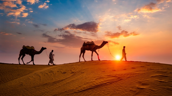 駱駝 流傳在阿拉伯的一則智慧故事