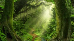 凭着双足五年走过来两个洲途径10个国家(图)