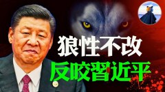 戰狼失控敵人遍地習近平要戰狼變可愛狼張維爲對著幹(視頻)