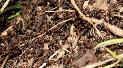 红蚂蚁威力强被咬红肿难受红蚁却救了她(图)