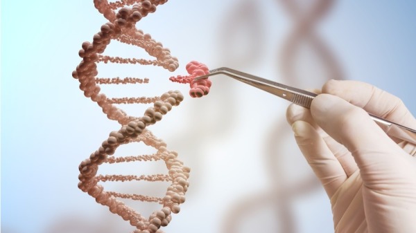 示意圖：基因工程和基因操縱（圖片來源：Adobe stock）