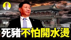 習近平認慫了面對全球圍剿還是要全面開戰(視頻)