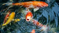 轰动一时的真实事件开口说话的鱼(图)