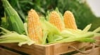 这位白人农夫把玉米的“中医功效”一口气说完(组图)