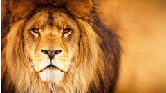 泰軍突襲柬埔寨賭場暗藏5隻飢餓猛獸時刻待命(圖)