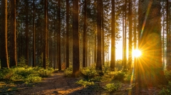 普京大怒下令彻查大量木材遭走私至中国案(图)