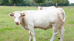 白牛來歷不一般老人轉生報答恩人(圖)