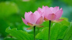 世上真的有“因果”吗(图)