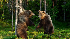 清奇人神力徒手断熊脖踩地砖碎敲门墙倒(图)