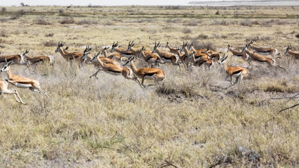 一群奔跑的羚羊。