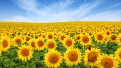 善良的种子(图)