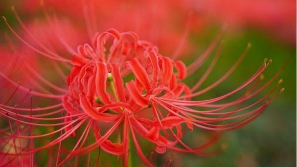 彼岸花又叫曼珠沙华，中文的名字叫红花石蒜。