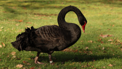 一只黑天鹅出现意味著有什么事情将发生(图)