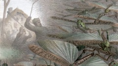 蝗虫大军入侵这些农人的田地竟展现了神迹(组图)