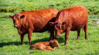 以色列育红母牛为《圣经》末日预言做准备(图)