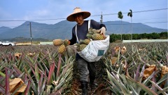 日媒：企圖「不戰奪台」習近平從多方下手(圖)