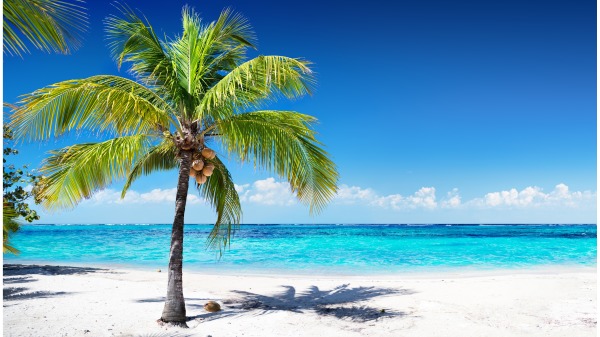 靠海的土壤中含着盐分。椰子树是因为“吃”上又苦又咸的盐，才结出了又香又甜的椰子。