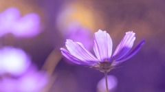 高质量的生活是来自内心的丰富(图)