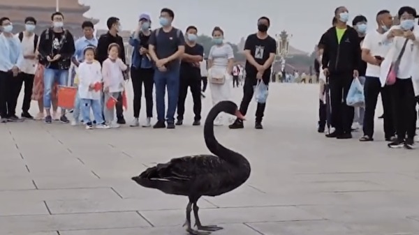 9月5日早上，一只黑天鹅降落在天安门广场，引发热议。（视频截图）
